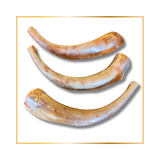 Shofar Medium - Angora Horn