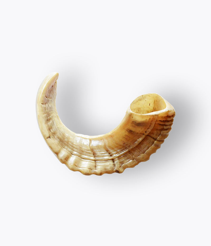 Shofar Large - Ram's Horn